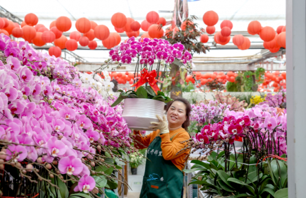 全國十大產(chǎn)區(qū)年宵花進(jìn)京展銷