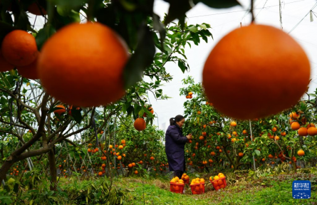 大寒農(nóng)事忙