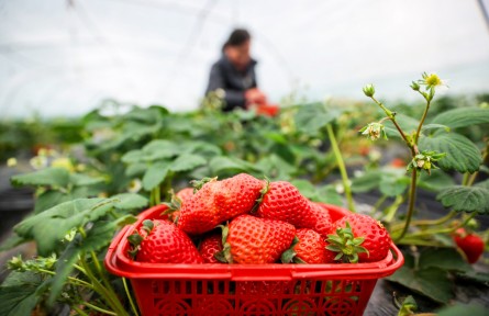 寒冬里的耕耘與希望