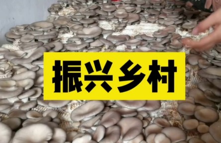 玉米芯種植蘑菇技術(shù)