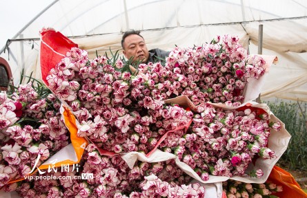 云南曲靖：采收鮮花供市場