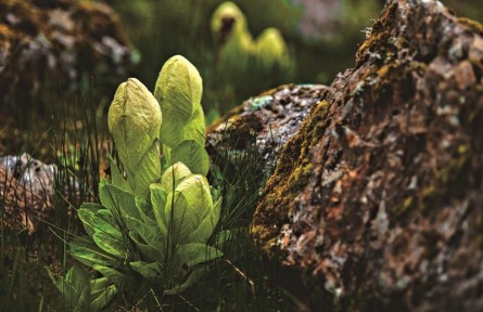 高山植物有哪些生存智慧