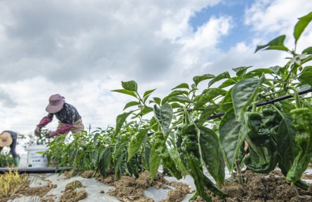 人勤春早 不負(fù)春光——立春時(shí)節(jié)農(nóng)耕一線見聞