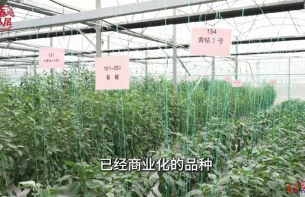 南繁“椒”響曲：一粒種子的致富答卷