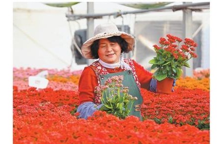 北方花市紅紅火火