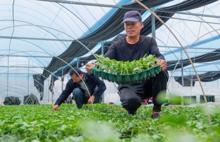 浙江寧波海曙區(qū)：瓜苗“爭春”移栽忙