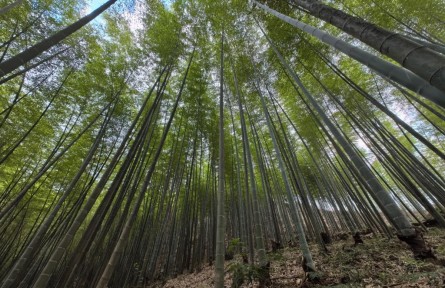 從小城竹林到全球市場：中國“以竹代塑”助推綠色產(chǎn)業(yè)發(fā)展