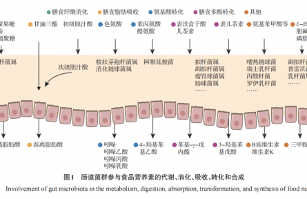 食品科學(xué)視角下的腸道微生物組與精準營養(yǎng)研究進展