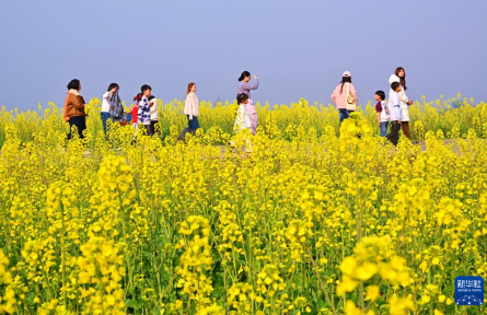 油菜花開(kāi)春意濃