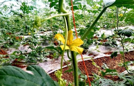 陜西西安藍田縣：大棚春意濃 復工育瓜忙