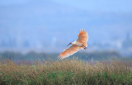 科技名詞|瀕危物種 endangered species