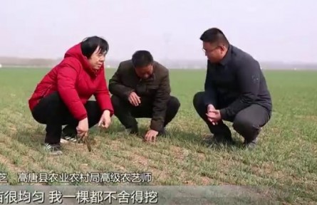 山東：科技壯苗 把小麥延播的損失奪回來