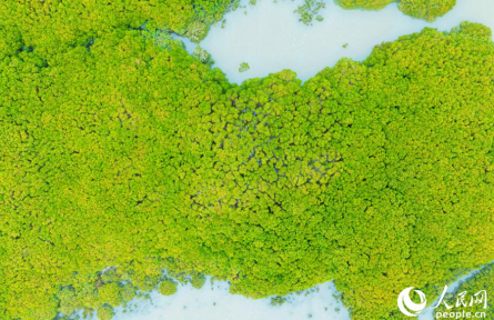 “水上森林”在城區(qū)“安家”